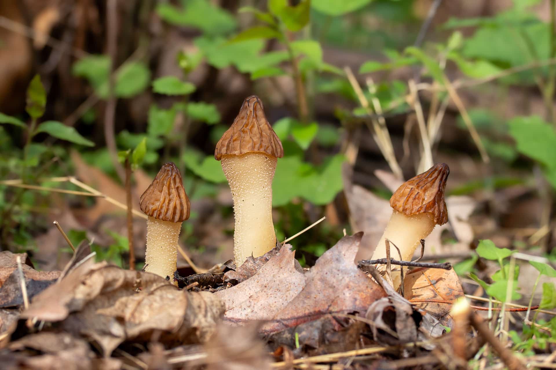 Fungi Woman Pennsylvania