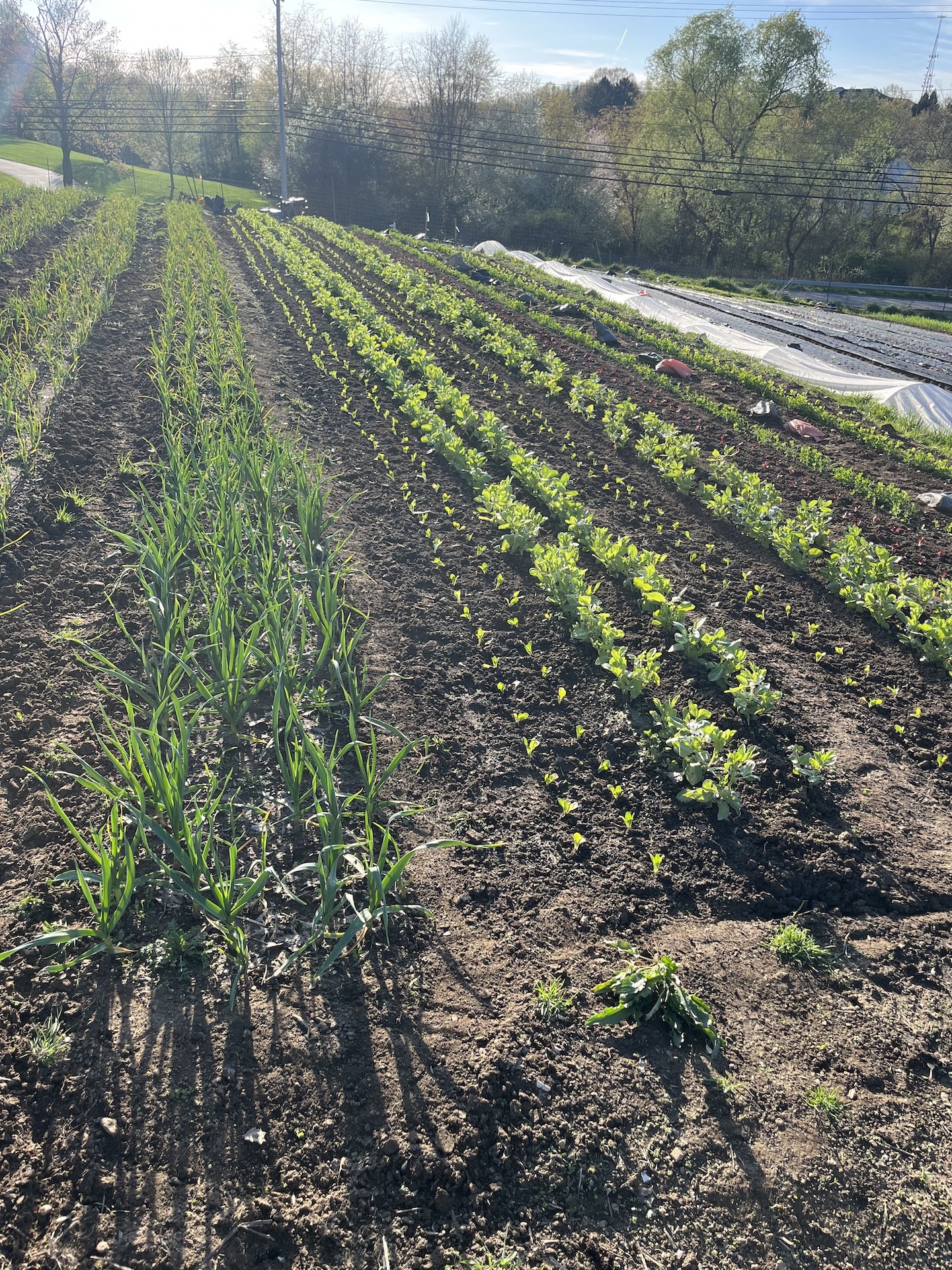 Tiny Seed Farm