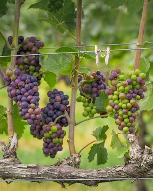 Wayvine Vineyard Farming