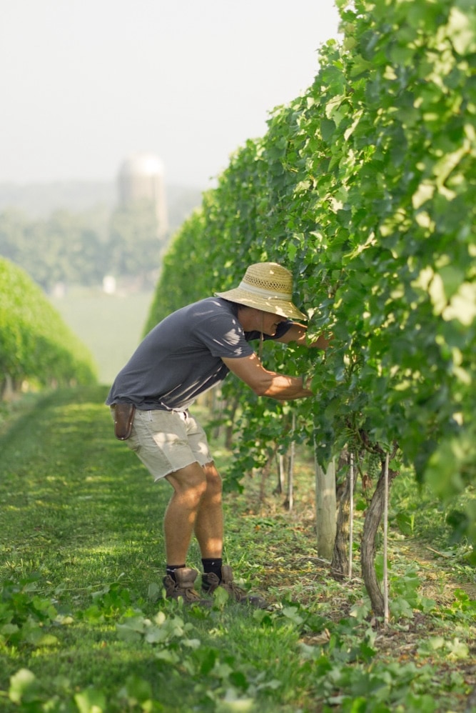 Wayvine Vineyard Farming