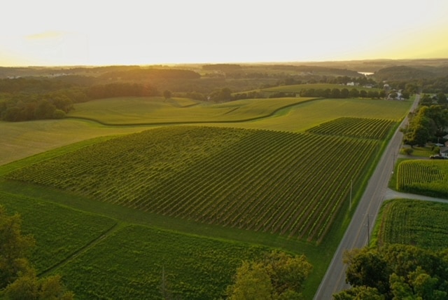 Wayvine Vineyard Farming