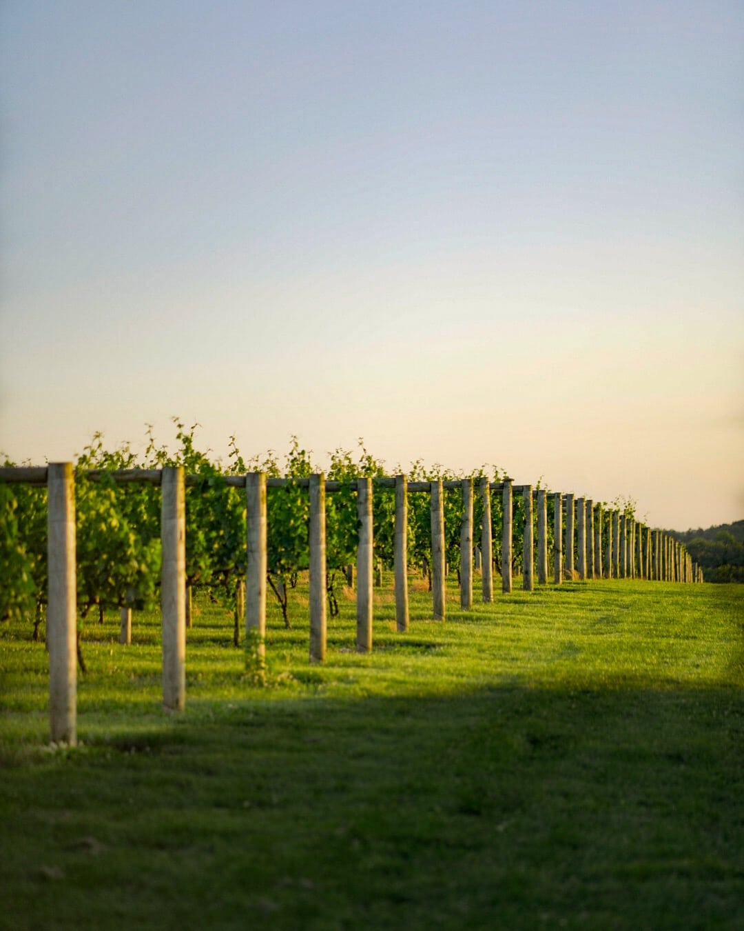 Wayvine Vineyard Farming