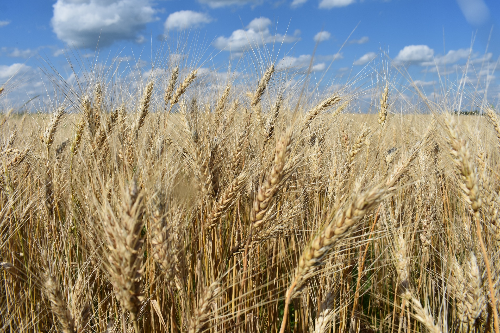Weatherbury Farm wheat
