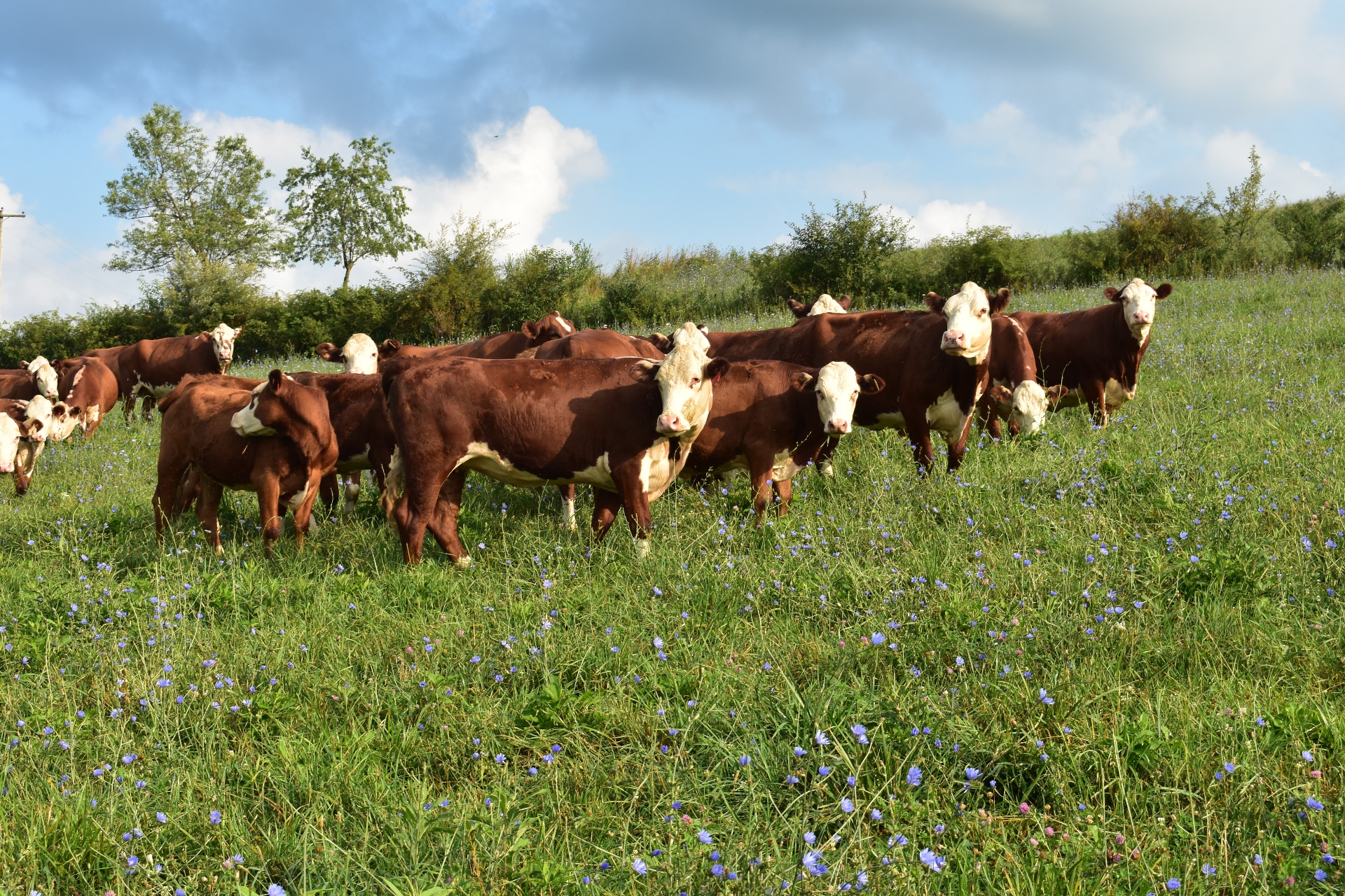 Weatherbury Farm Cow Grass Fed Beef