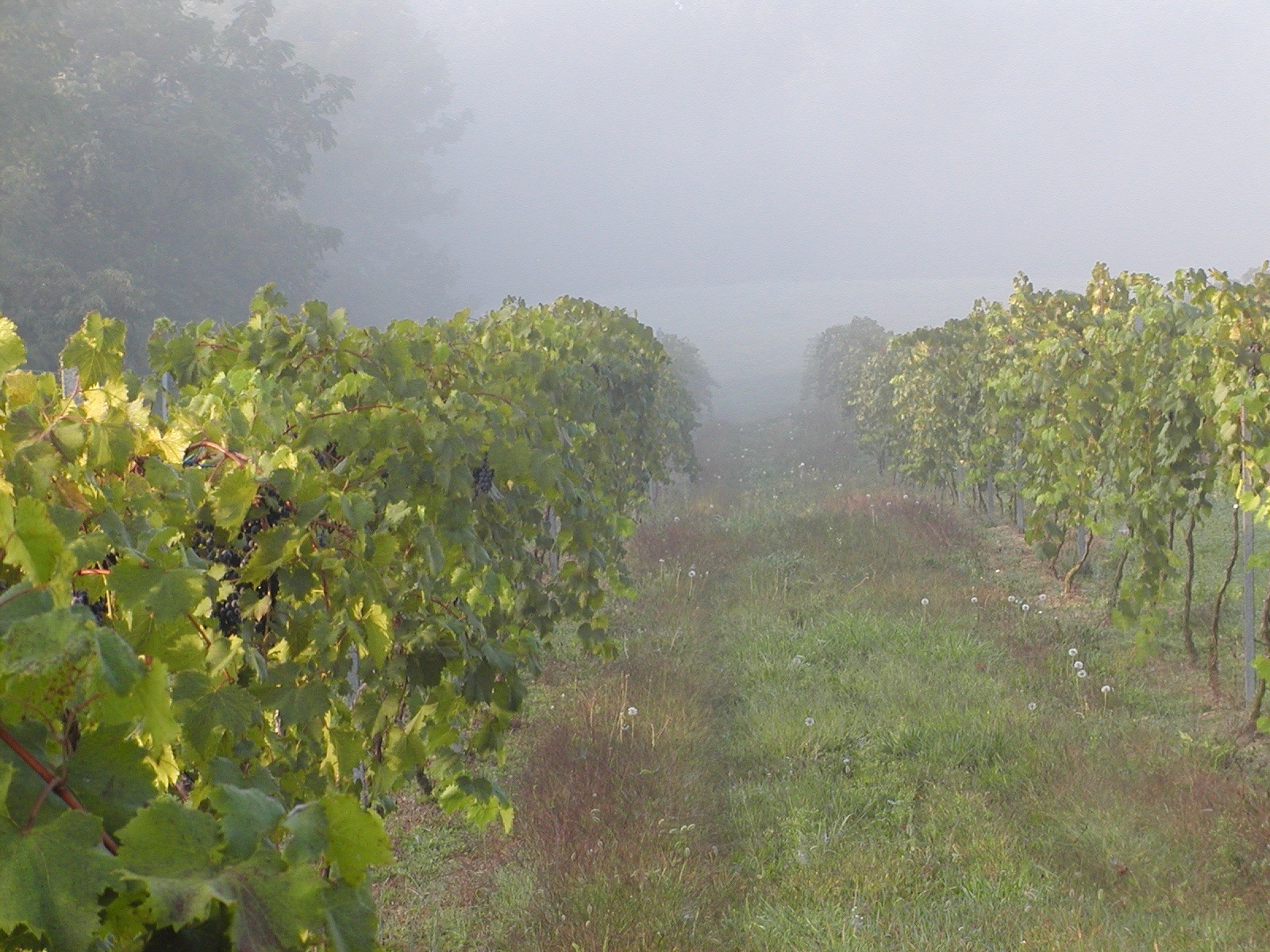 CrossWinds Winery at Hershey