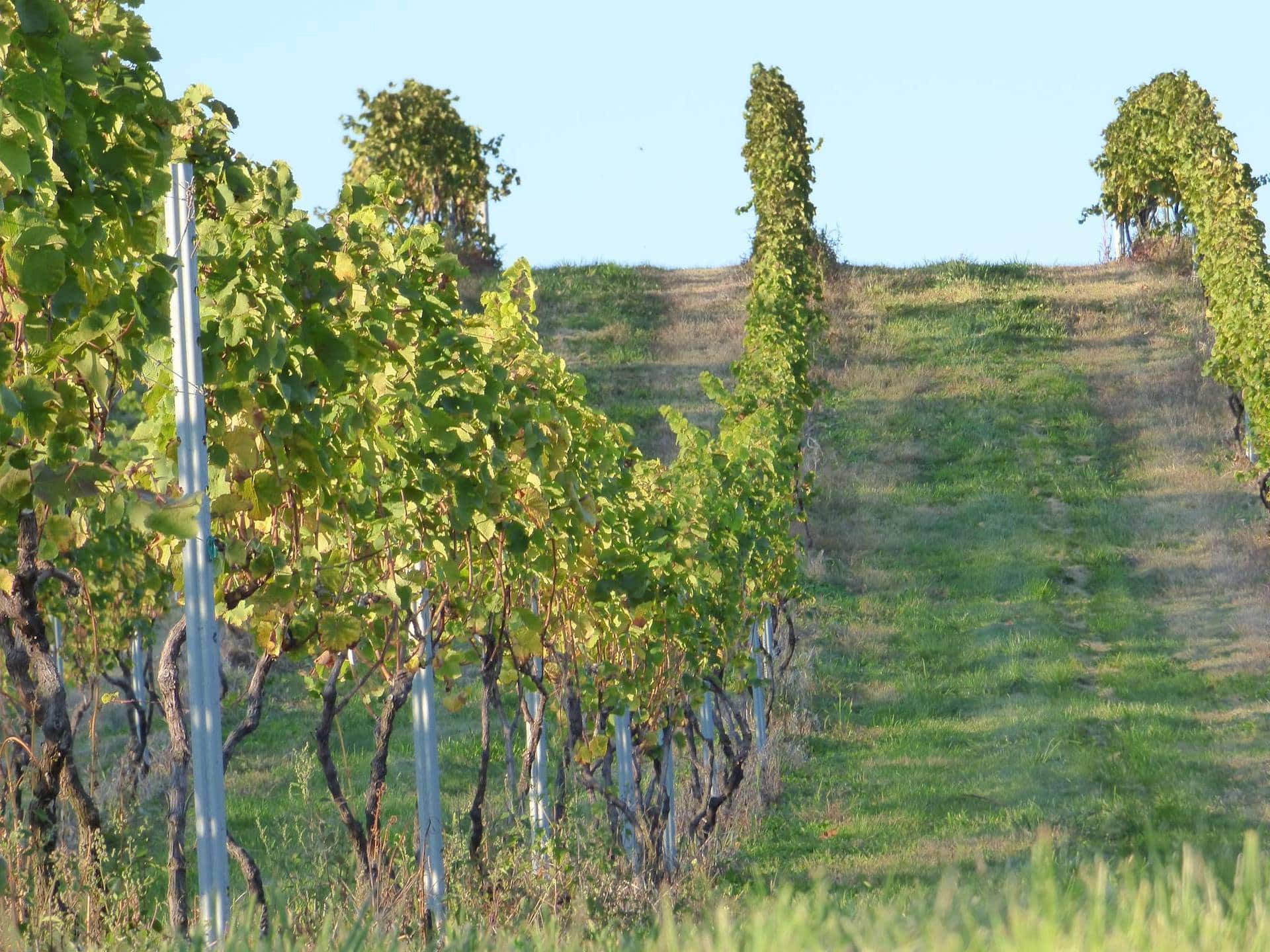 CrossWinds Winery at Hershey