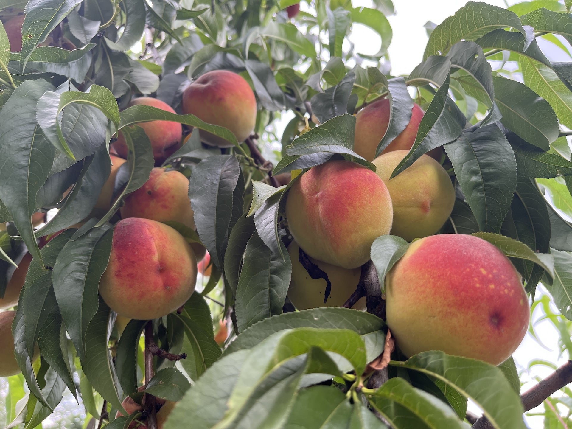 Philadelphia Orchard Project