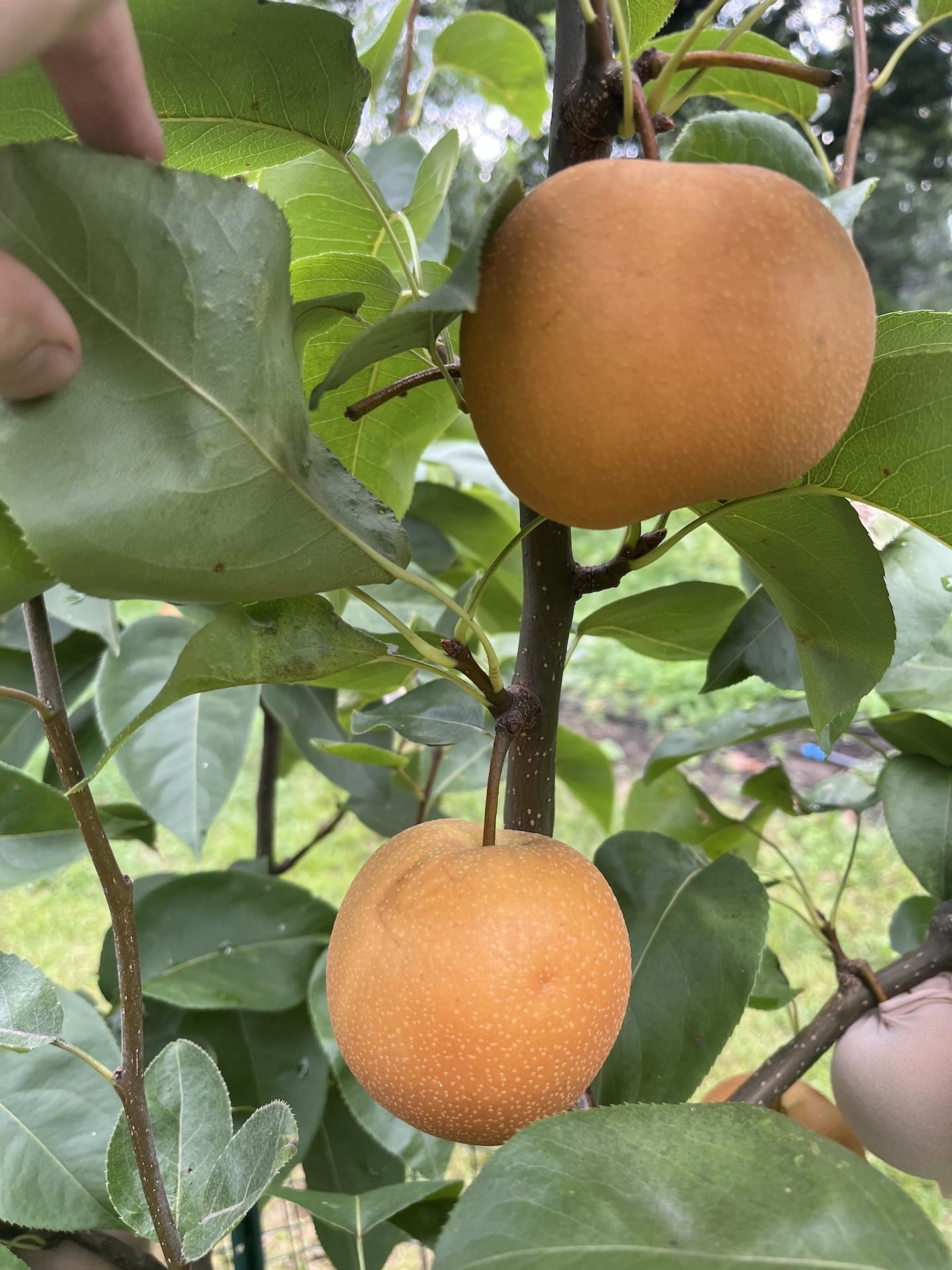 Philadelphia Orchard Project