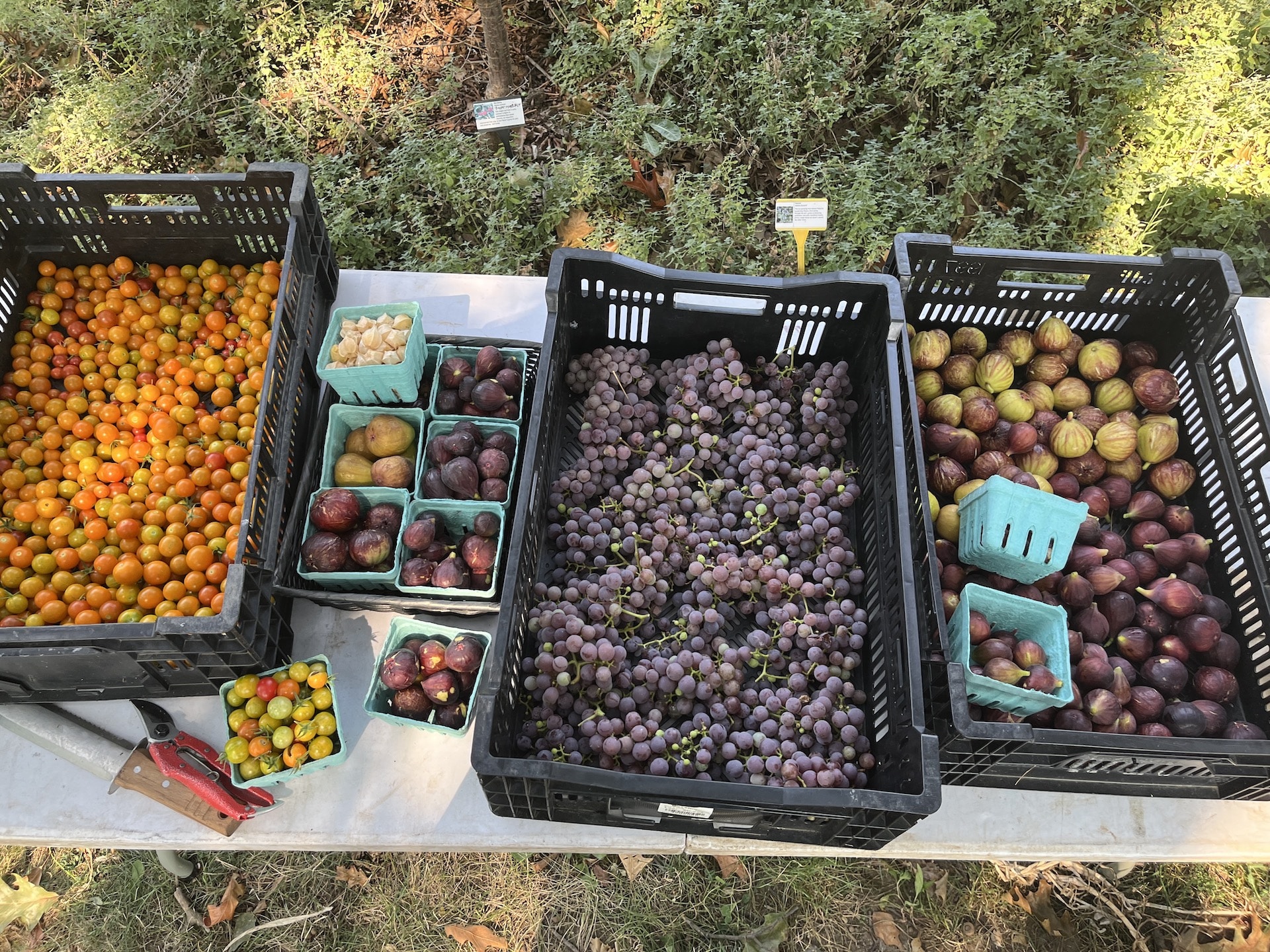 Philadelphia Orchard Project