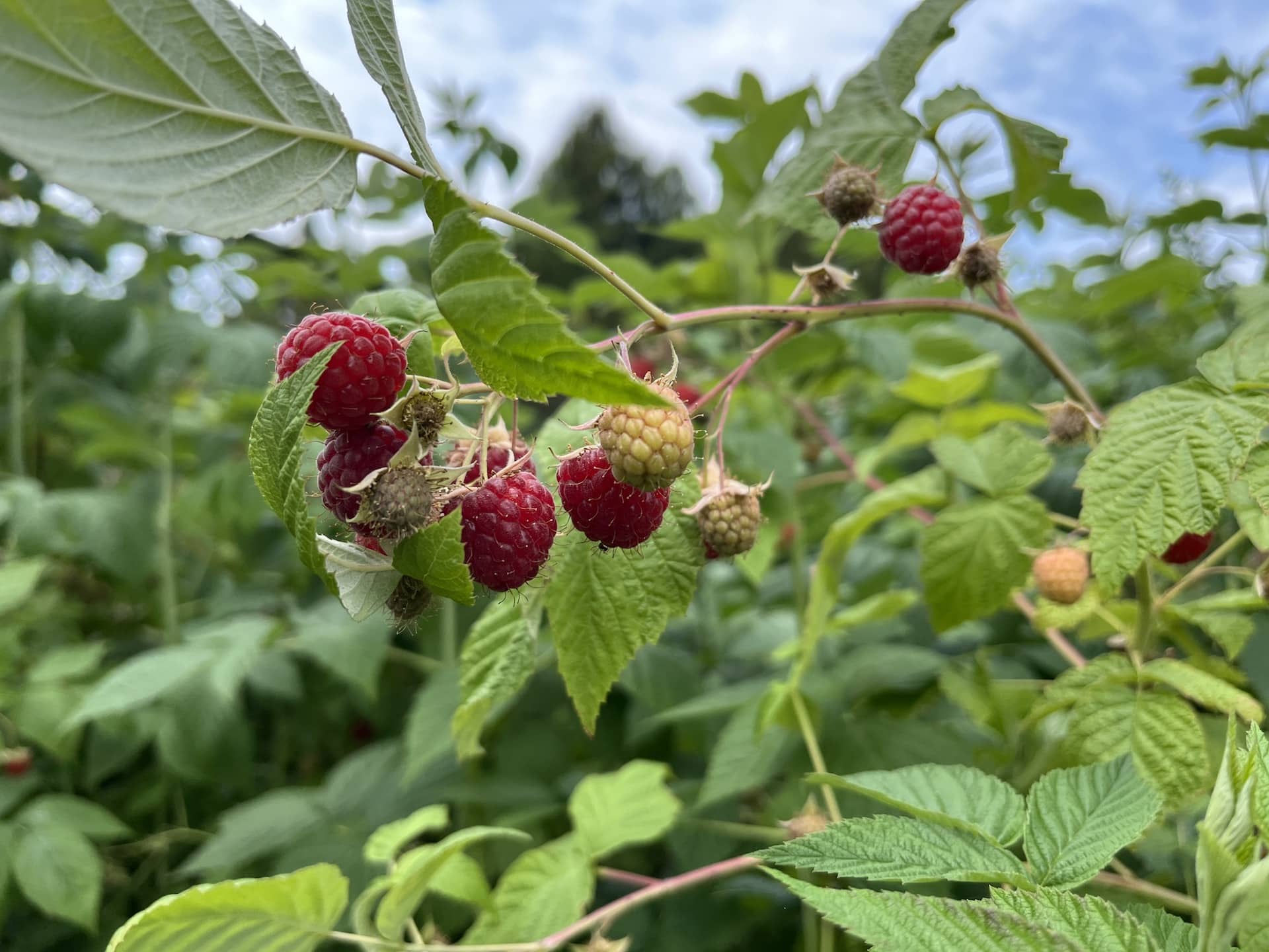 Philadelphia Orchard Project