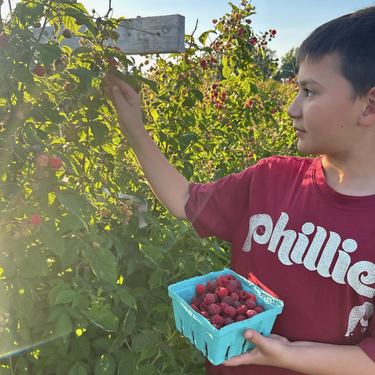 Raspberry picking at Weaver's Orchard.