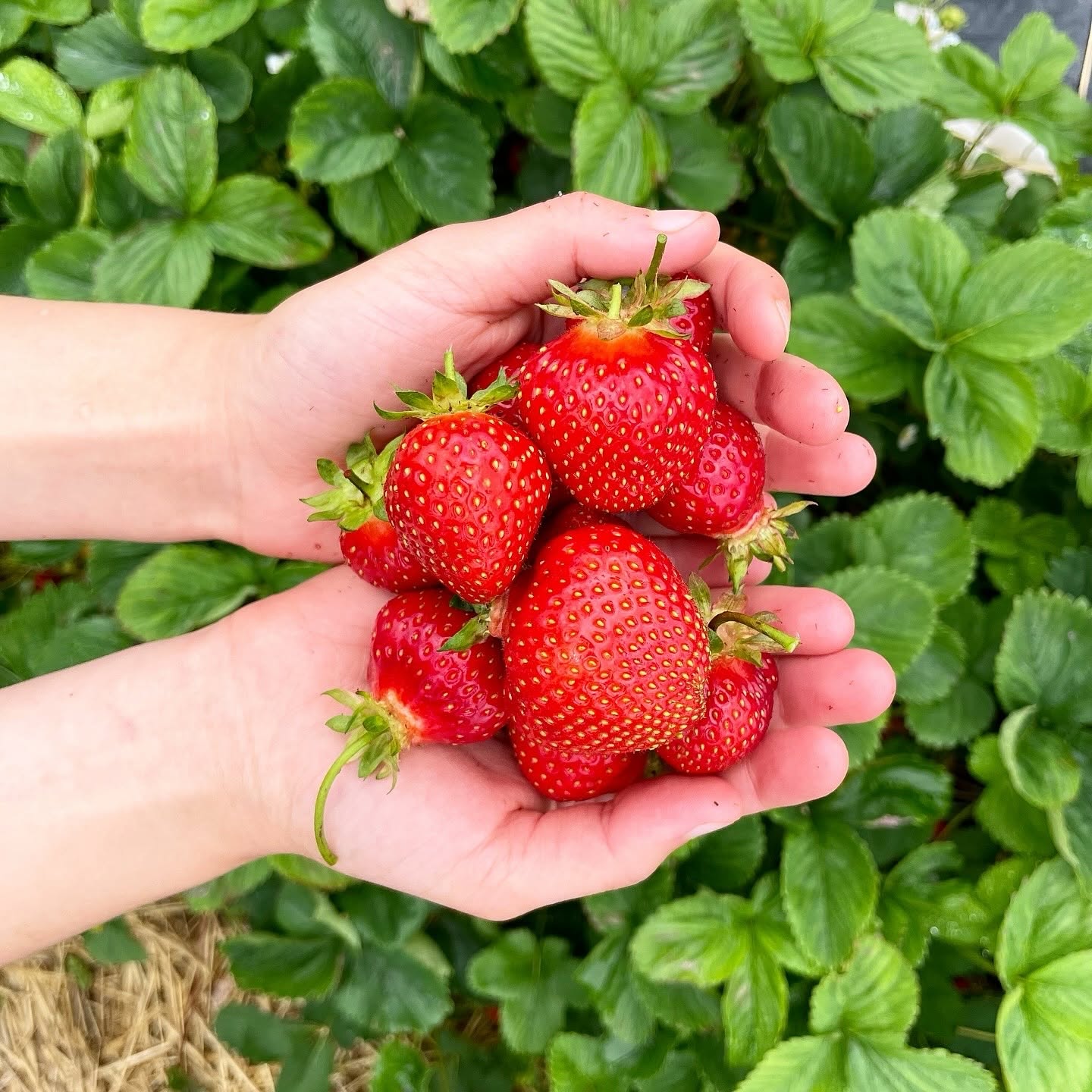 Strawberry picking at Weaver's Orchard.