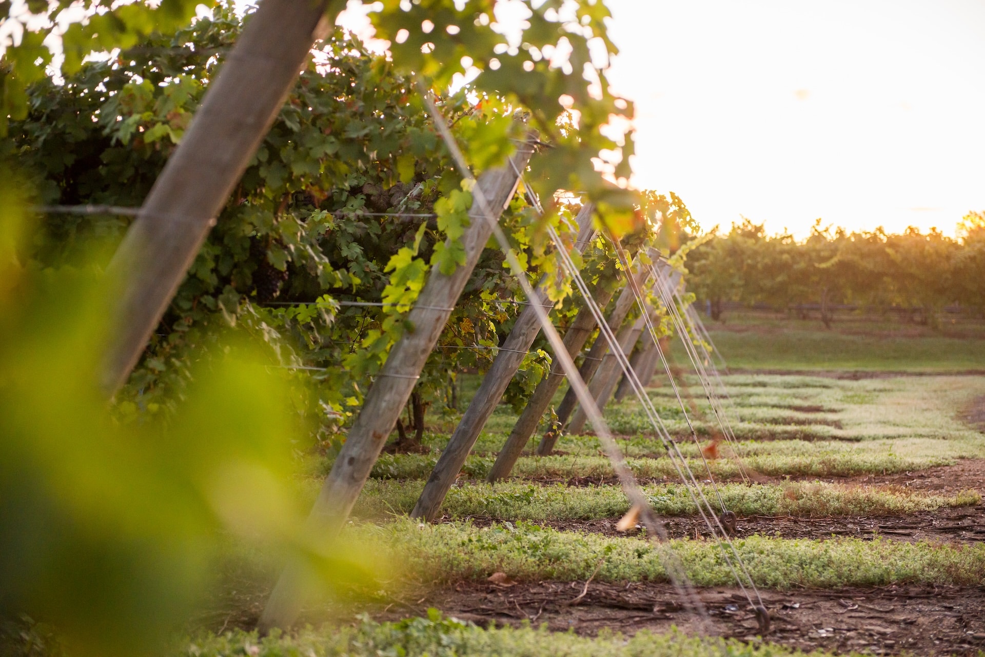 Mazza harvest wine grapes vineyard
