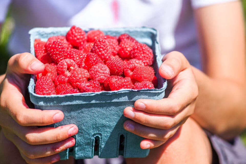 box of raspberries in kid's hands. the child smudged in juice of berries keeps a box with a raspberry. concept of picking berries on a farm