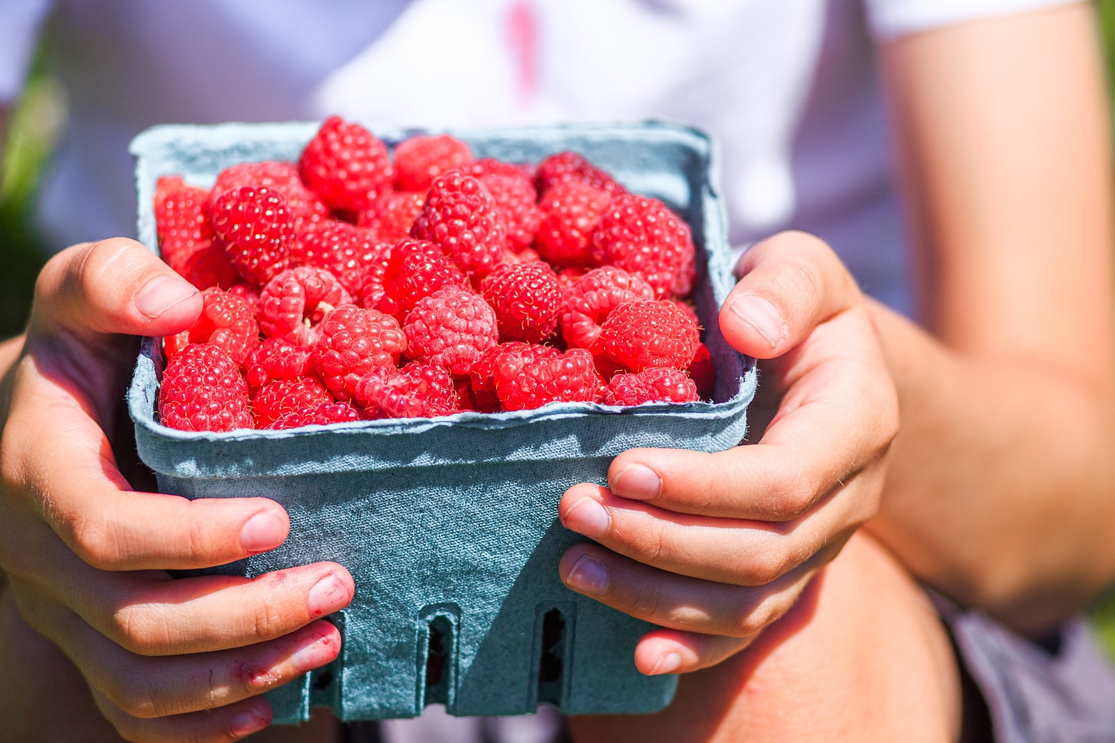 box of raspberries in kid's hands. the child smudged in juice of berries keeps a box with a raspberry. concept of picking berries on a farm