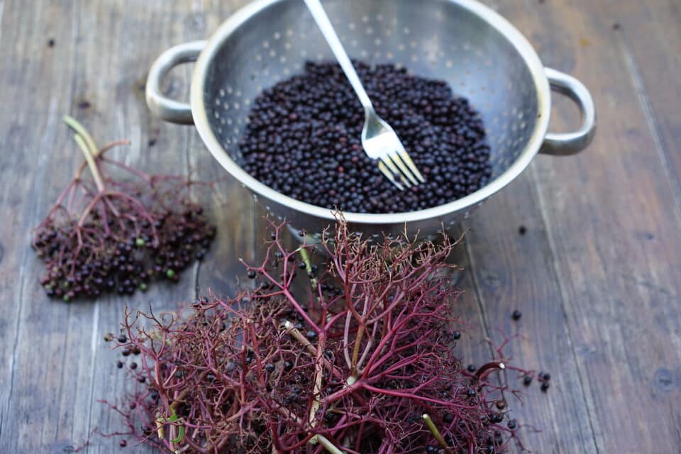 Elderberries in colander, that have been stripped off by running a kitchen fork through the stem of bunch and then discards the stalks.