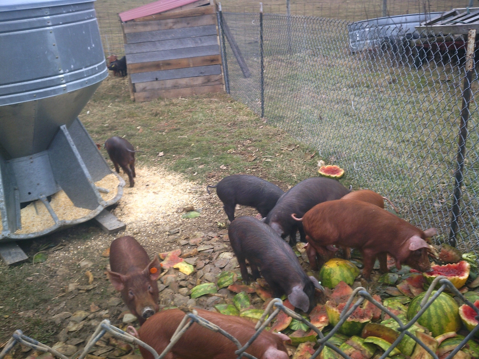 Hogs feeding at Heritage Farms.
