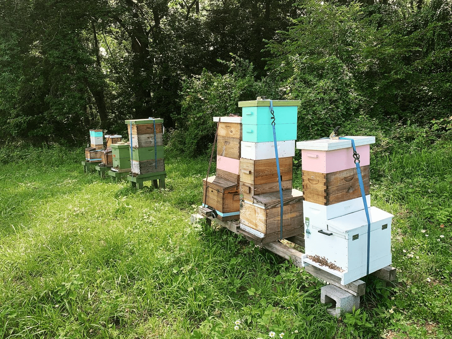 Revolution Bees' hives.