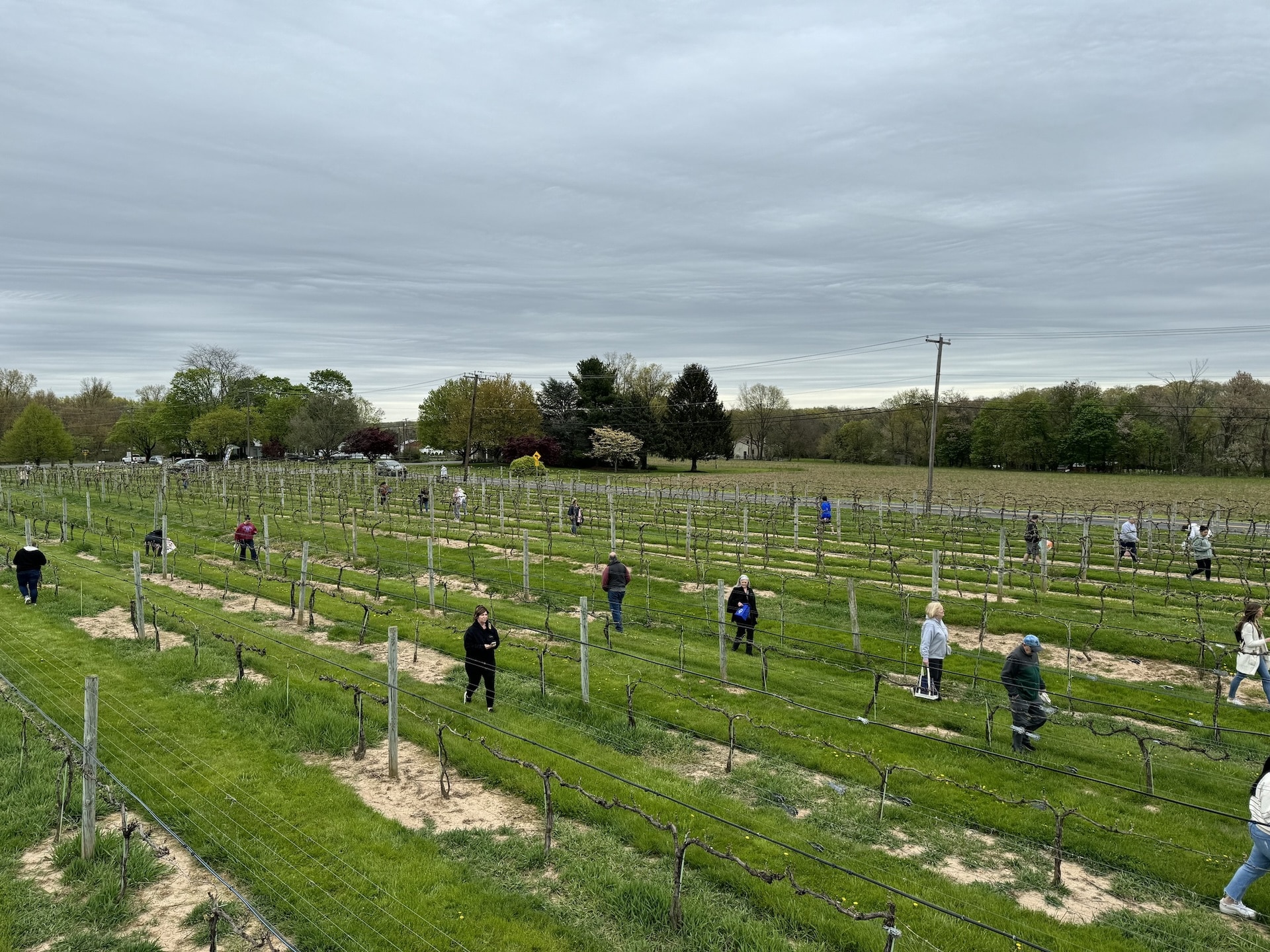 Bishop Estate Vineyard & Winery cork hunt.