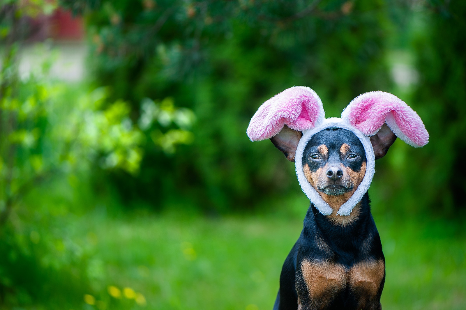 A dog wearing rabbit ears.