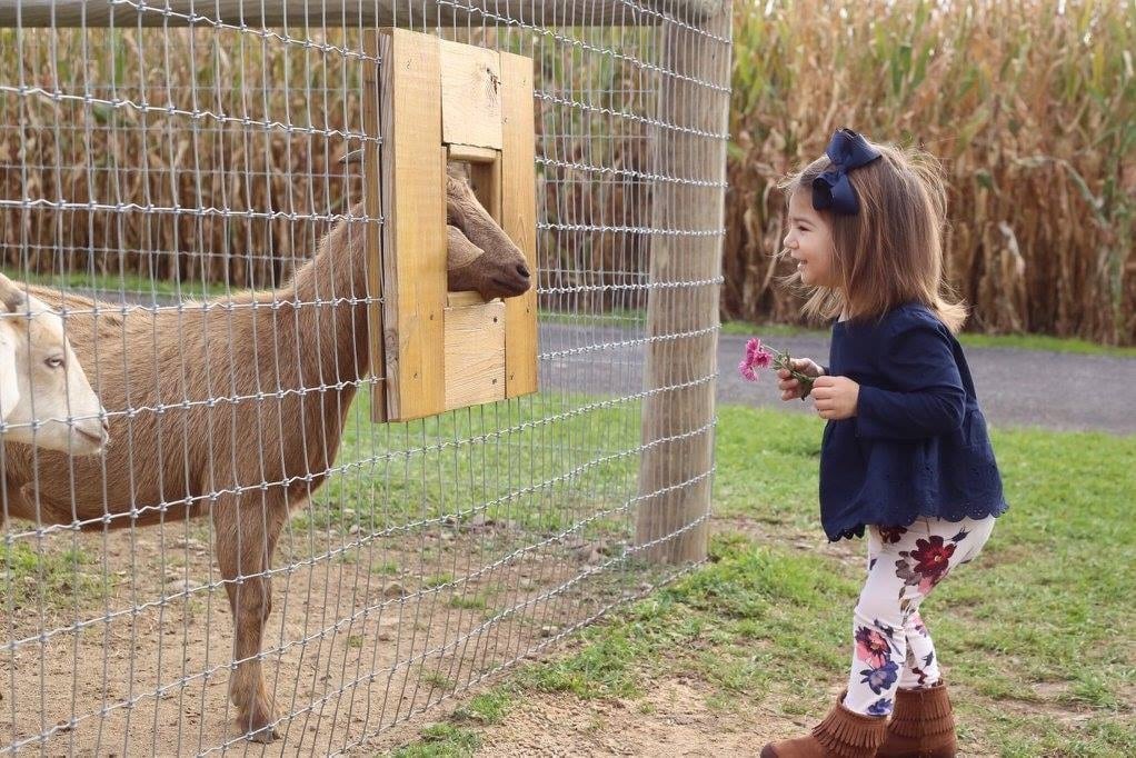 A girl greets a goat at Roba Family Farms and Lakeland Orchard & Cidery.