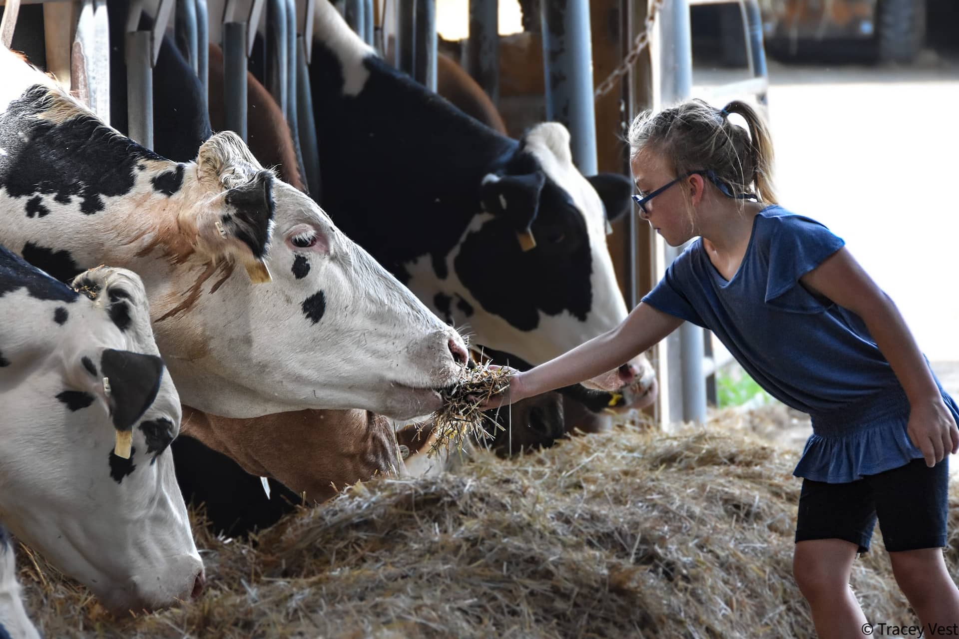 A girl feeding the cows at Destiny Dairy Bar.