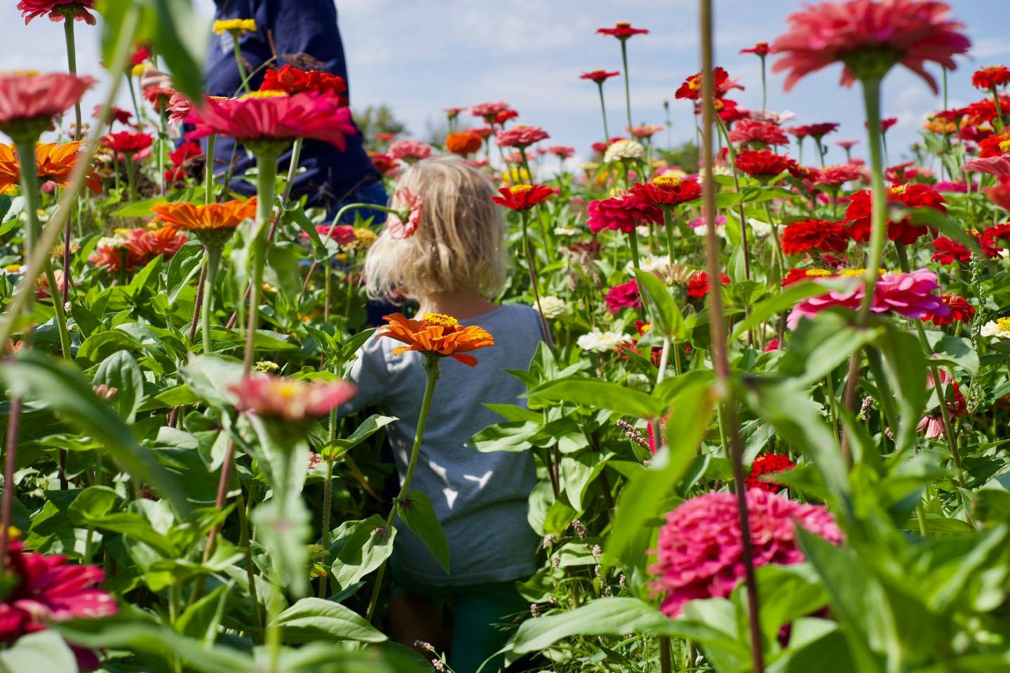 A girl walks through a field of zinneas.