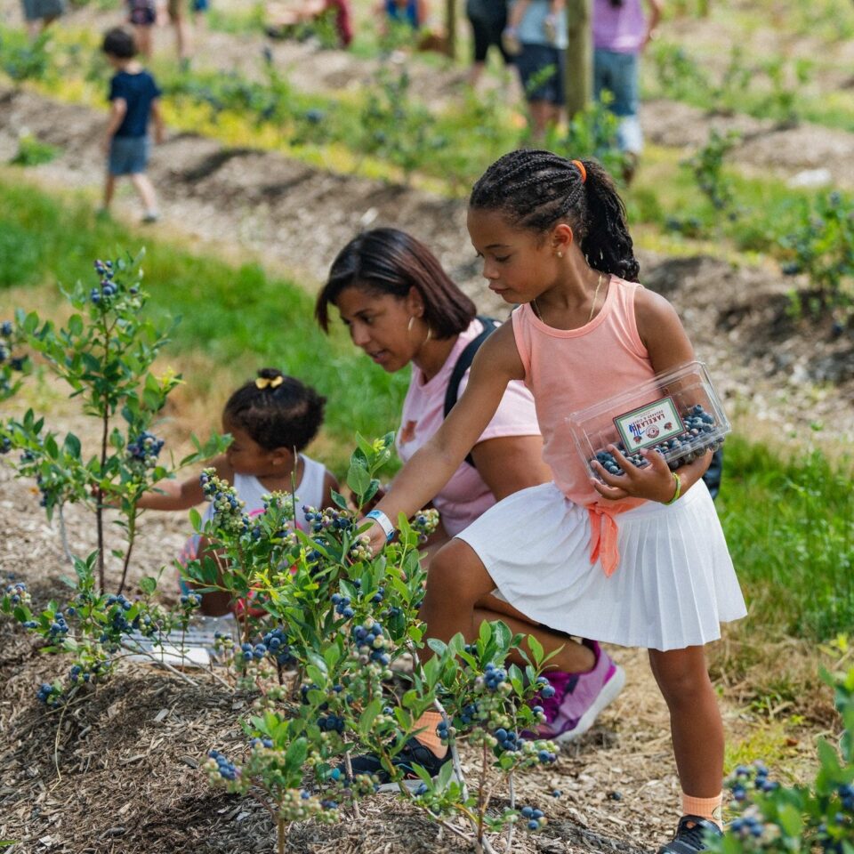 A woman and her girls picking blueberries.