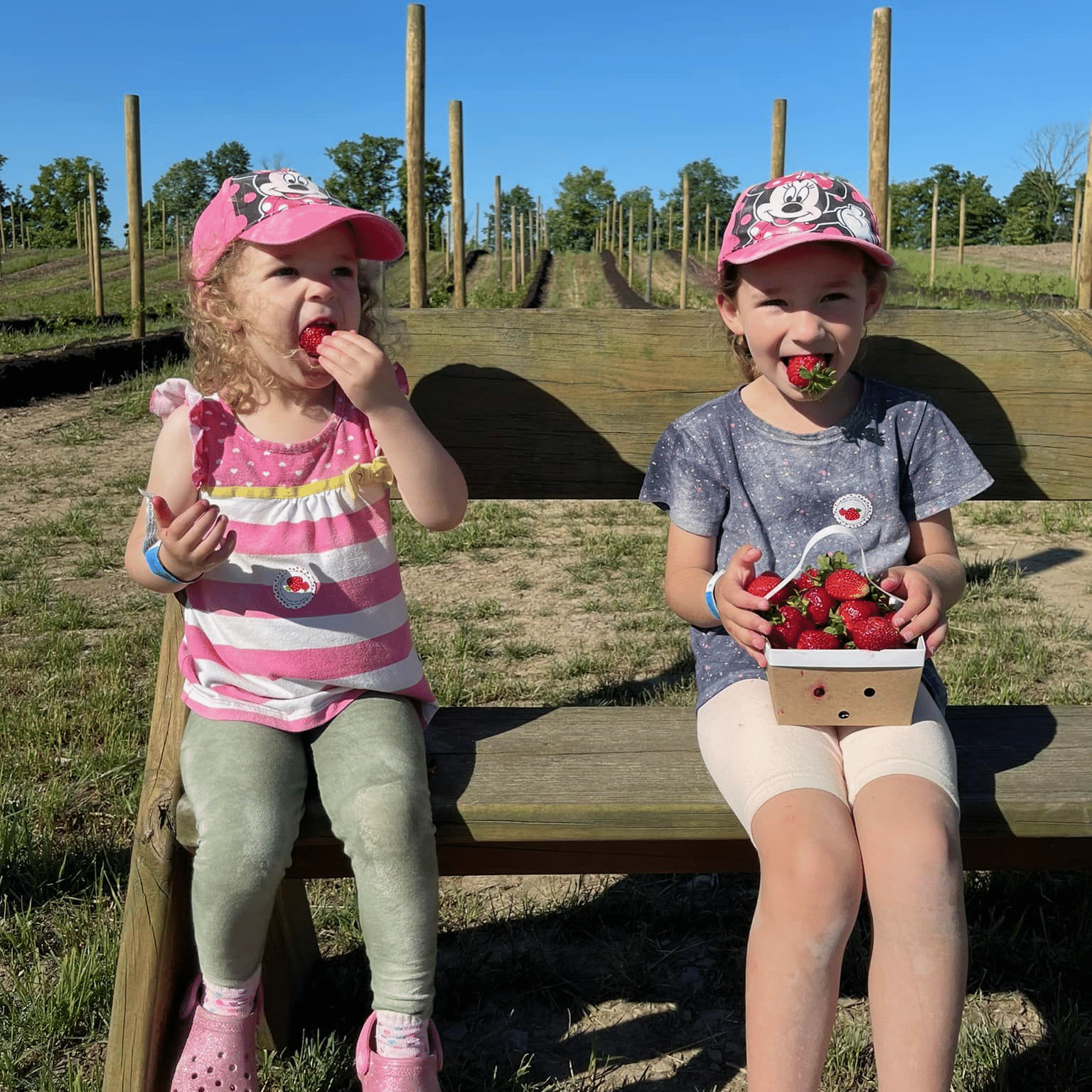 Two girls eat fresh strawberries.