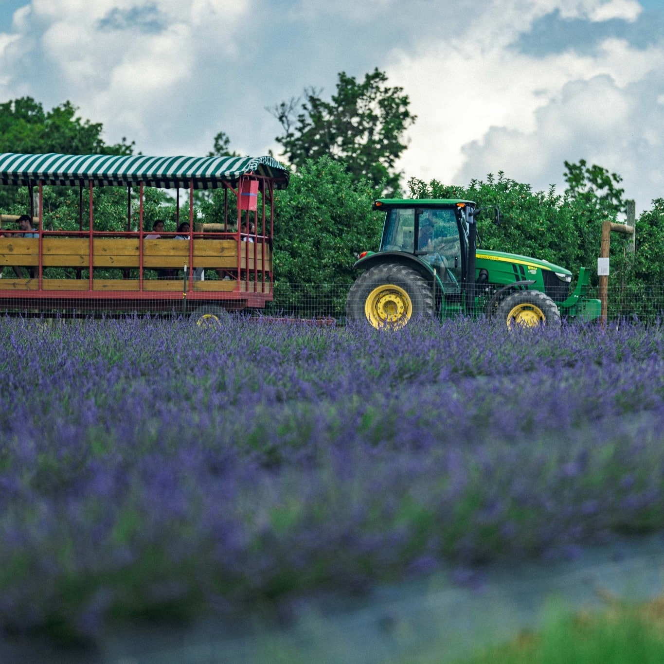 Lavender fields at Roba Family Farms and Lakeland Orchard & Cidery.