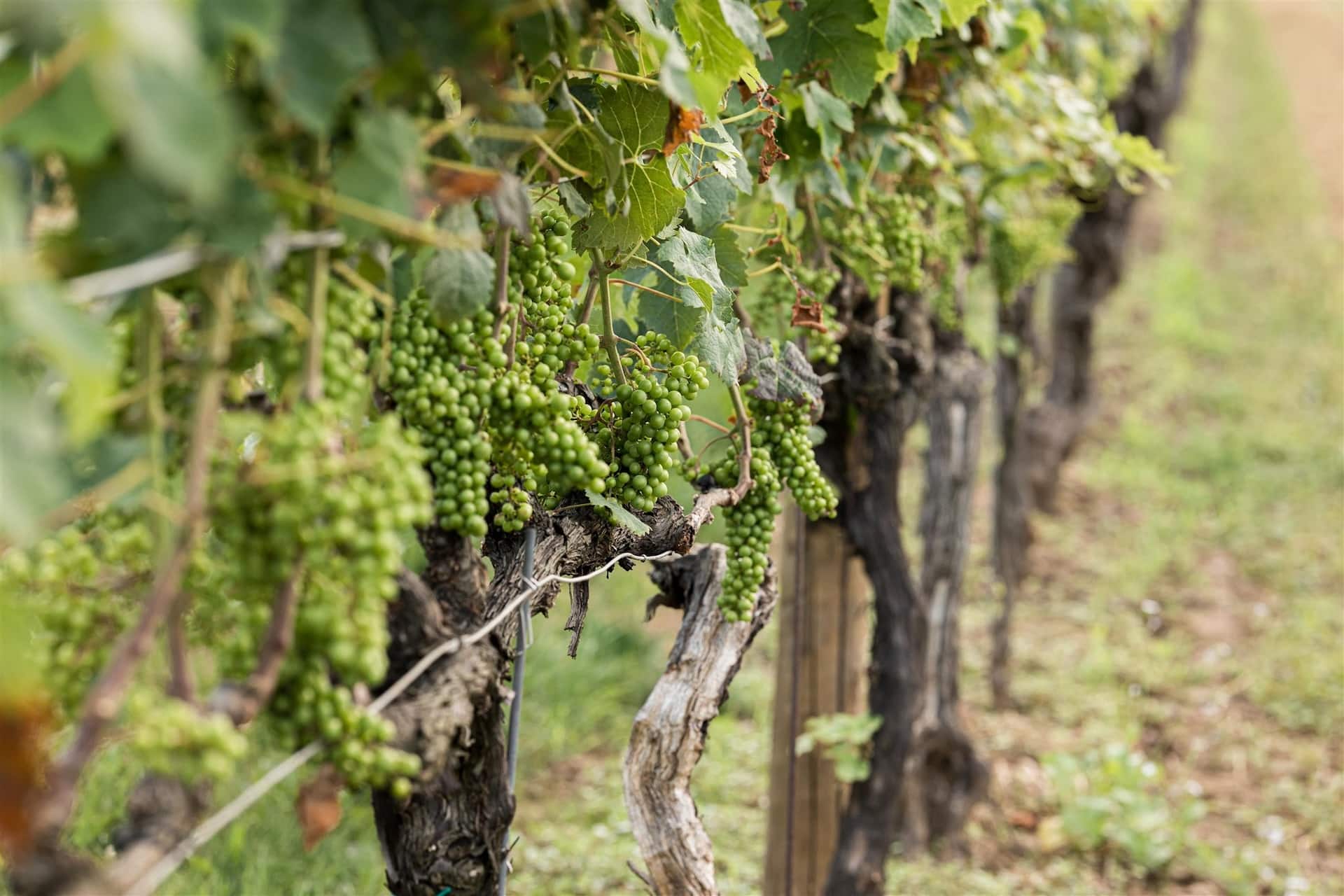 Grapevines at Penns Woods Winery.