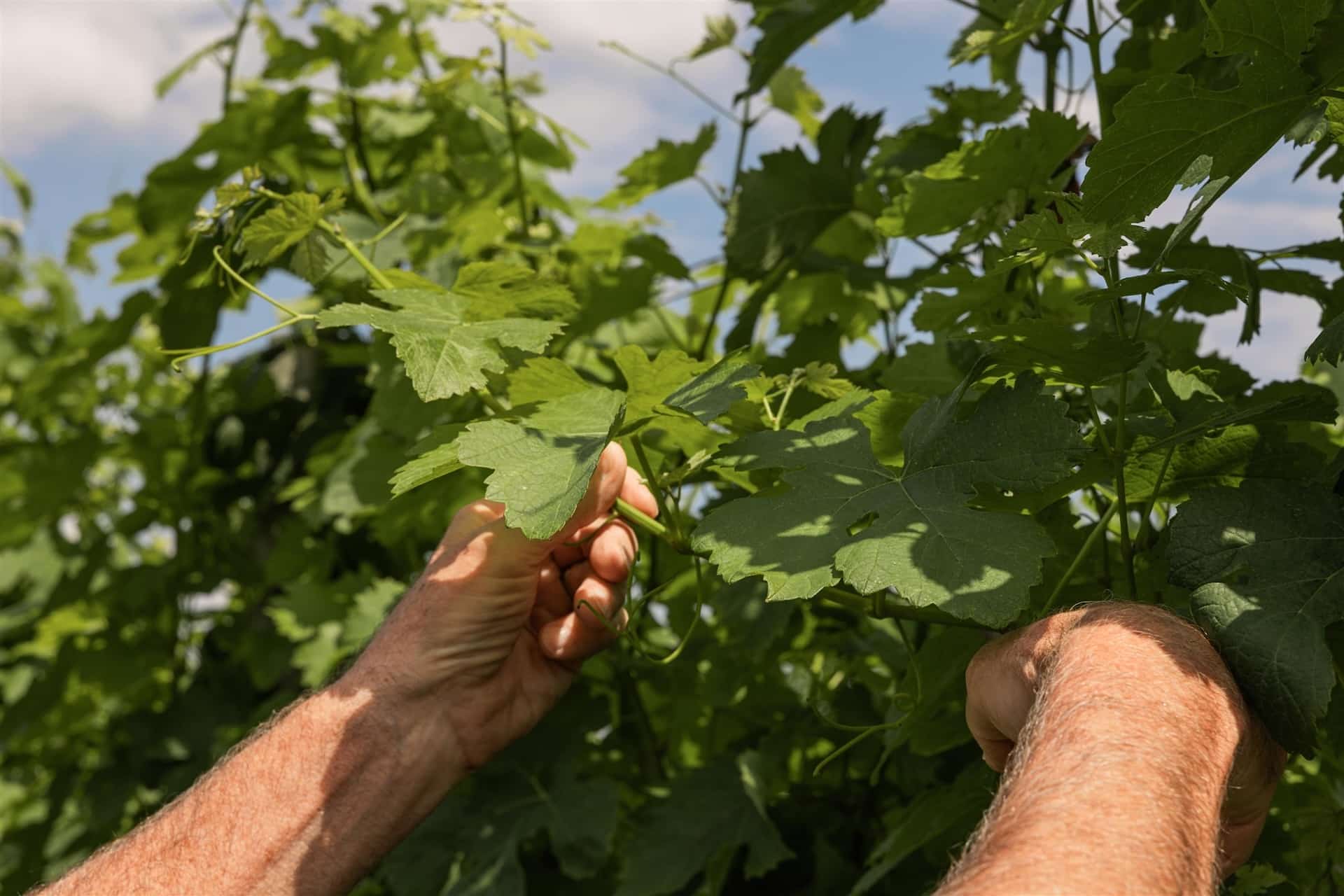 A man pruning the vines at Penns Woods.