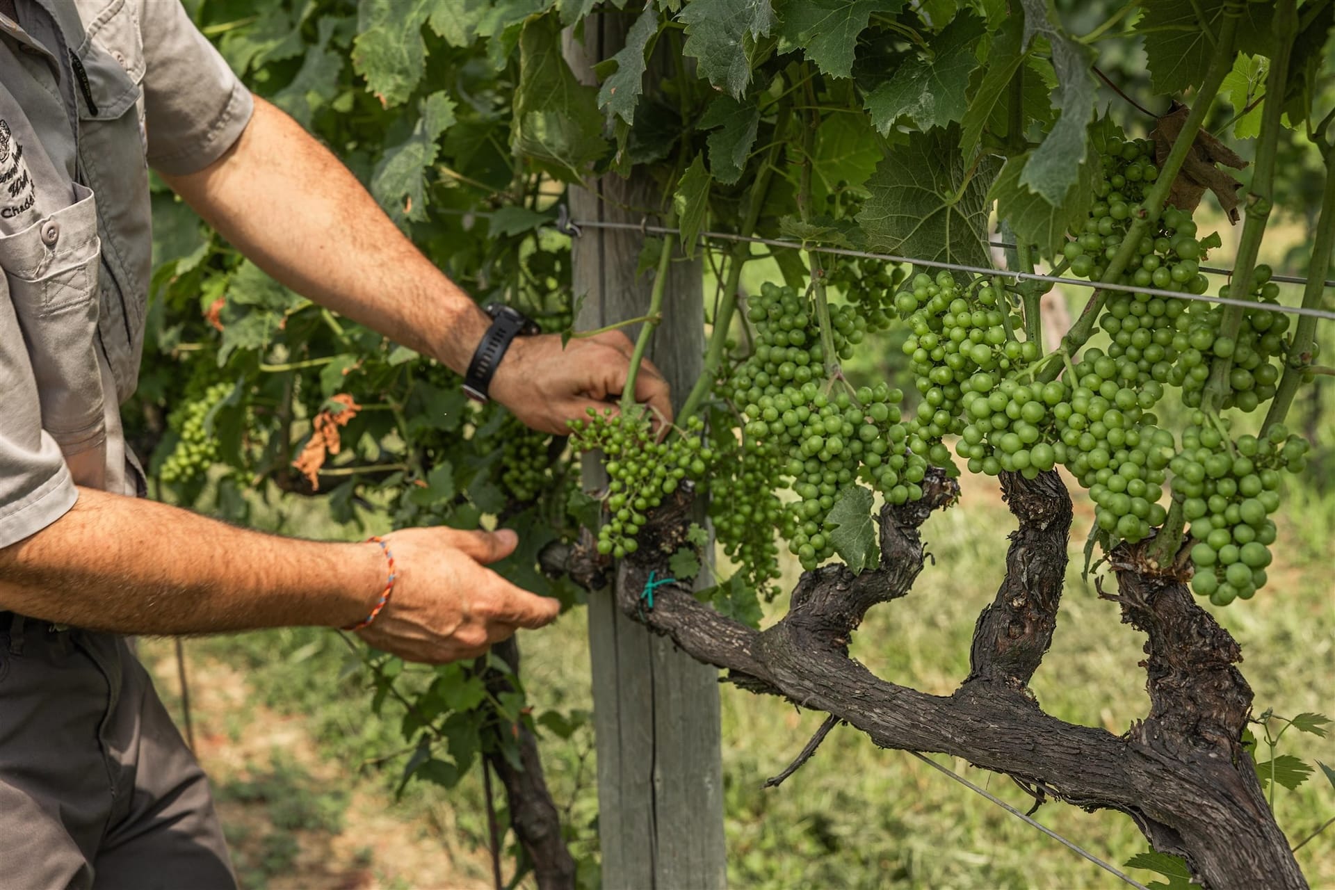Grape pruning at Penns Woods Winery.