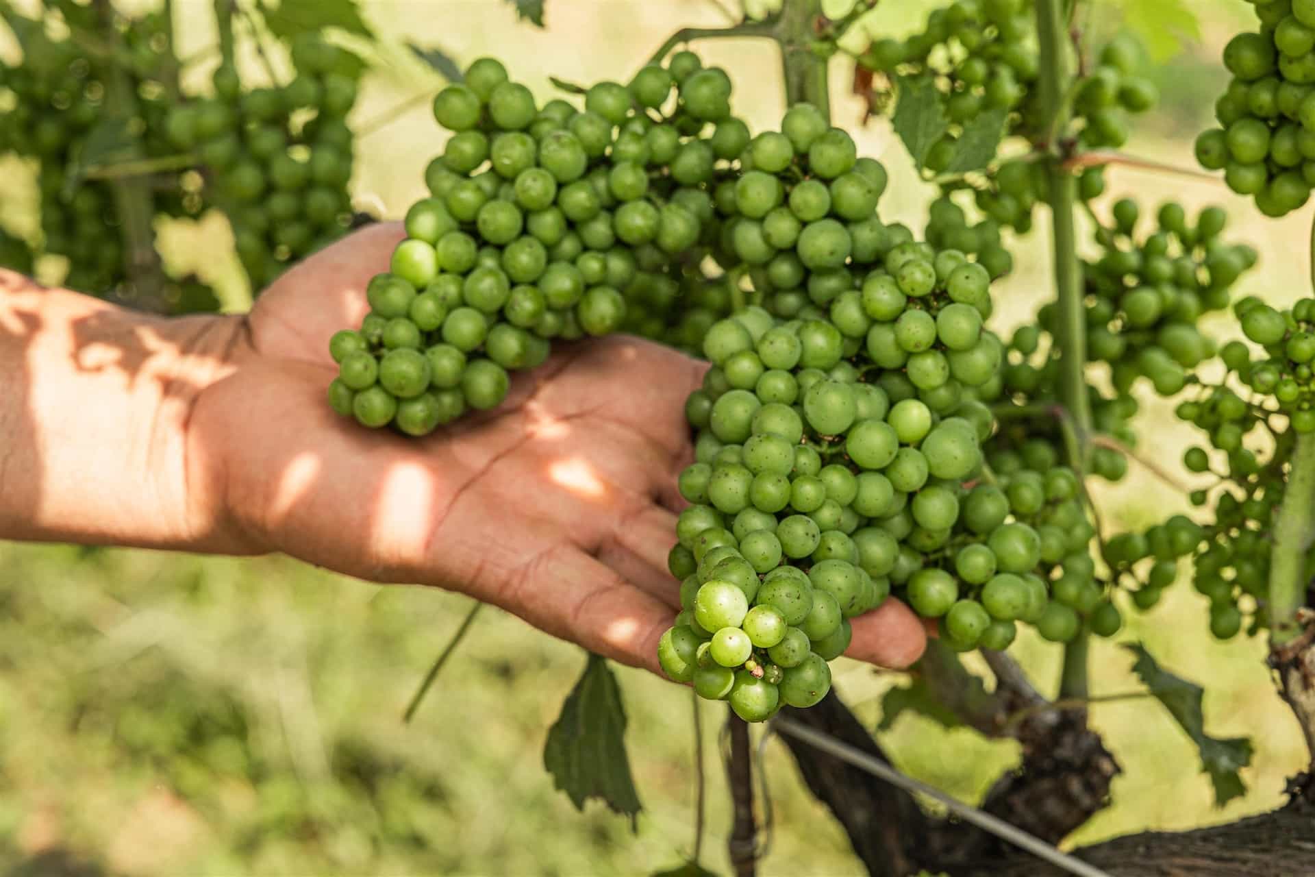Grapes at Penns Woods Winery.