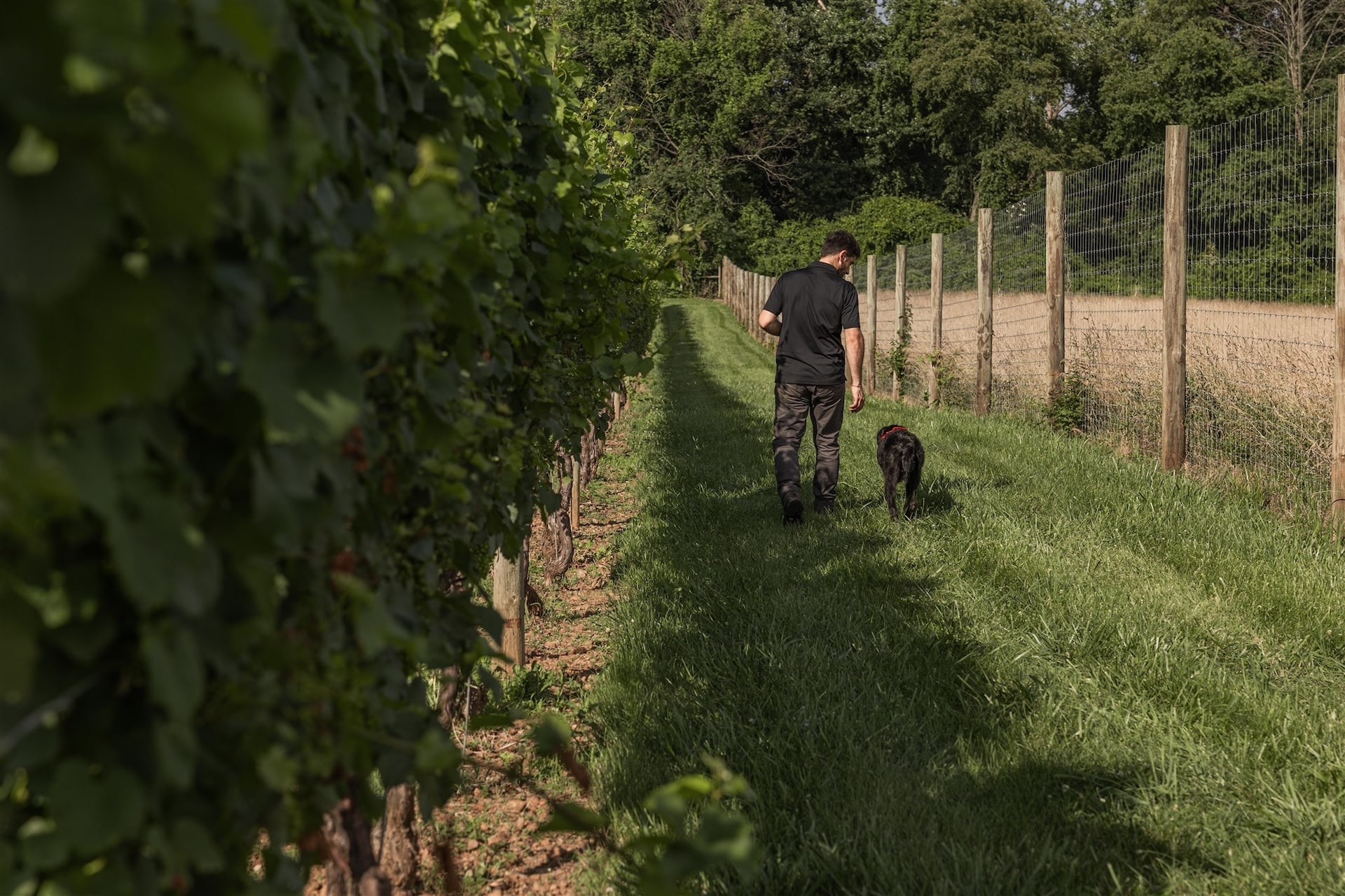 Davide Creato and a dog stroll the Penns Woods Vineyard.