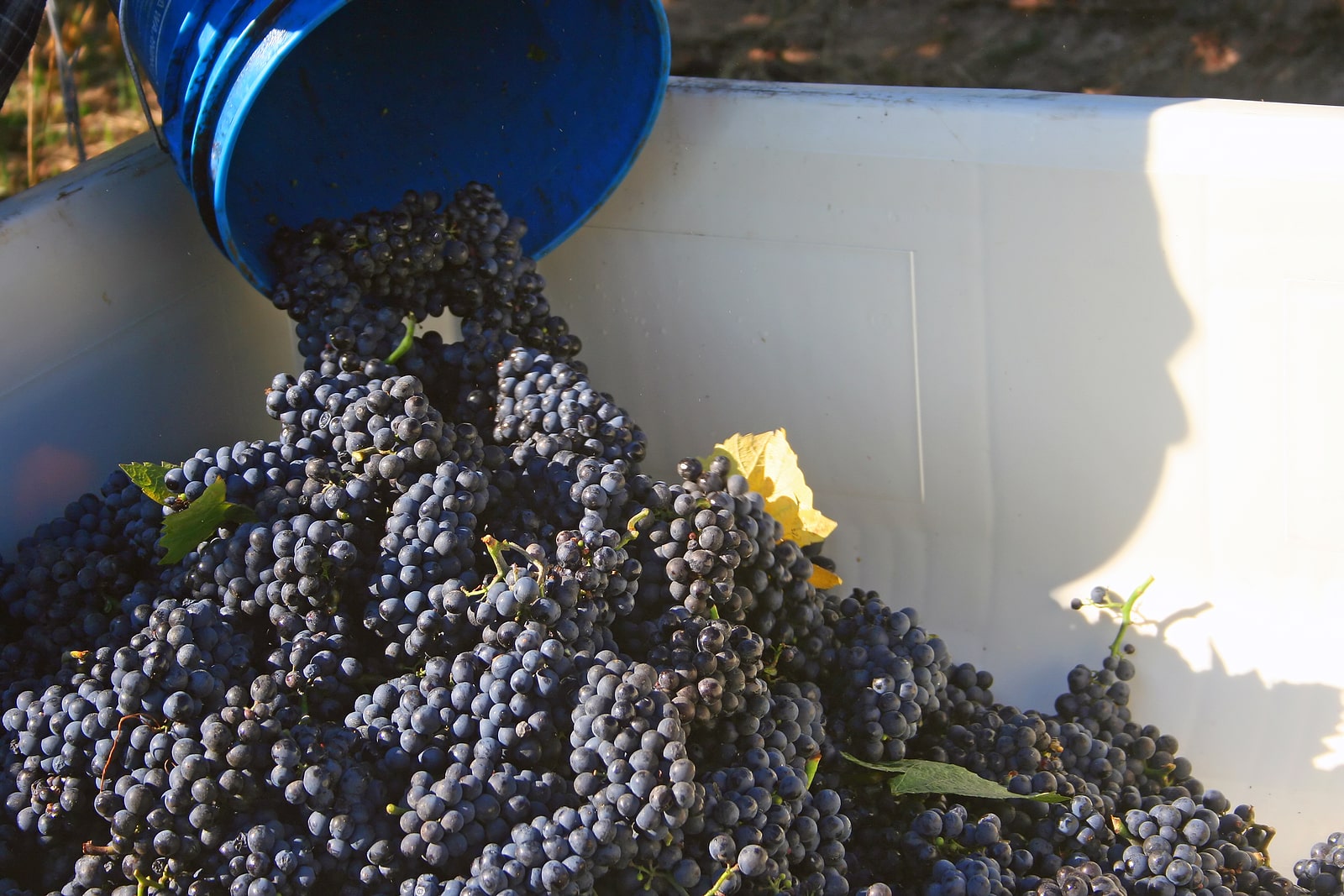 A bucket of grapes are being dumped into a bin.
