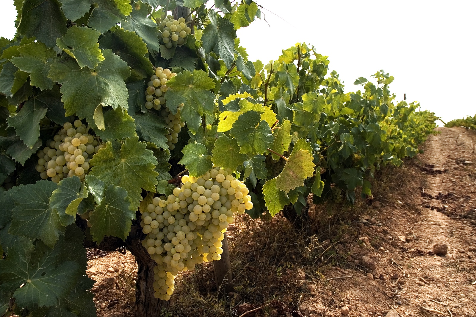 Bunches of white grapes hanging from vines in vineyard,