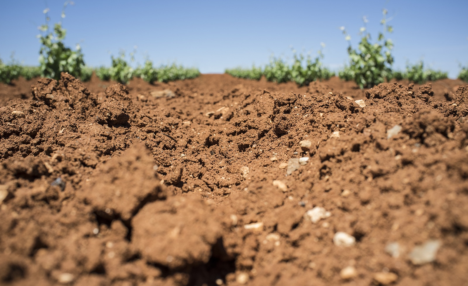 Unique red soil rich in clay and limey rock at Tierra de Barros wine-making region, Extremadura, Spain
