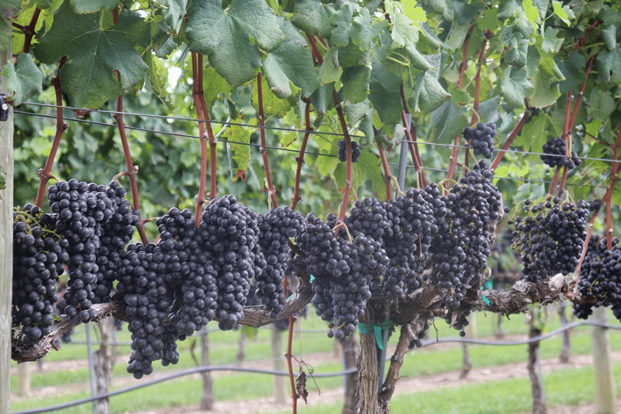 Grapes nearing harvest in Pennsylvania.