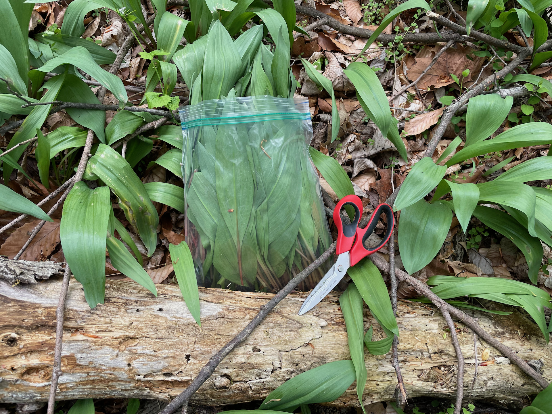 Wild ramp foraging in Pennsylvania.