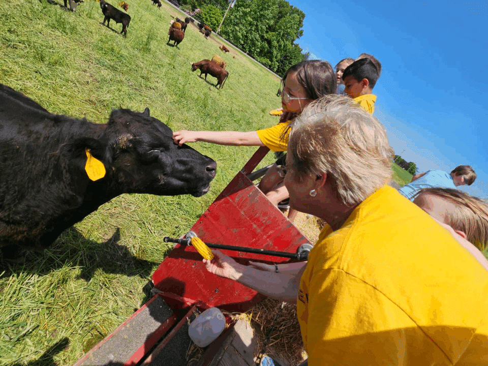 Visitors meeting cows at Rohrbach's Farm.