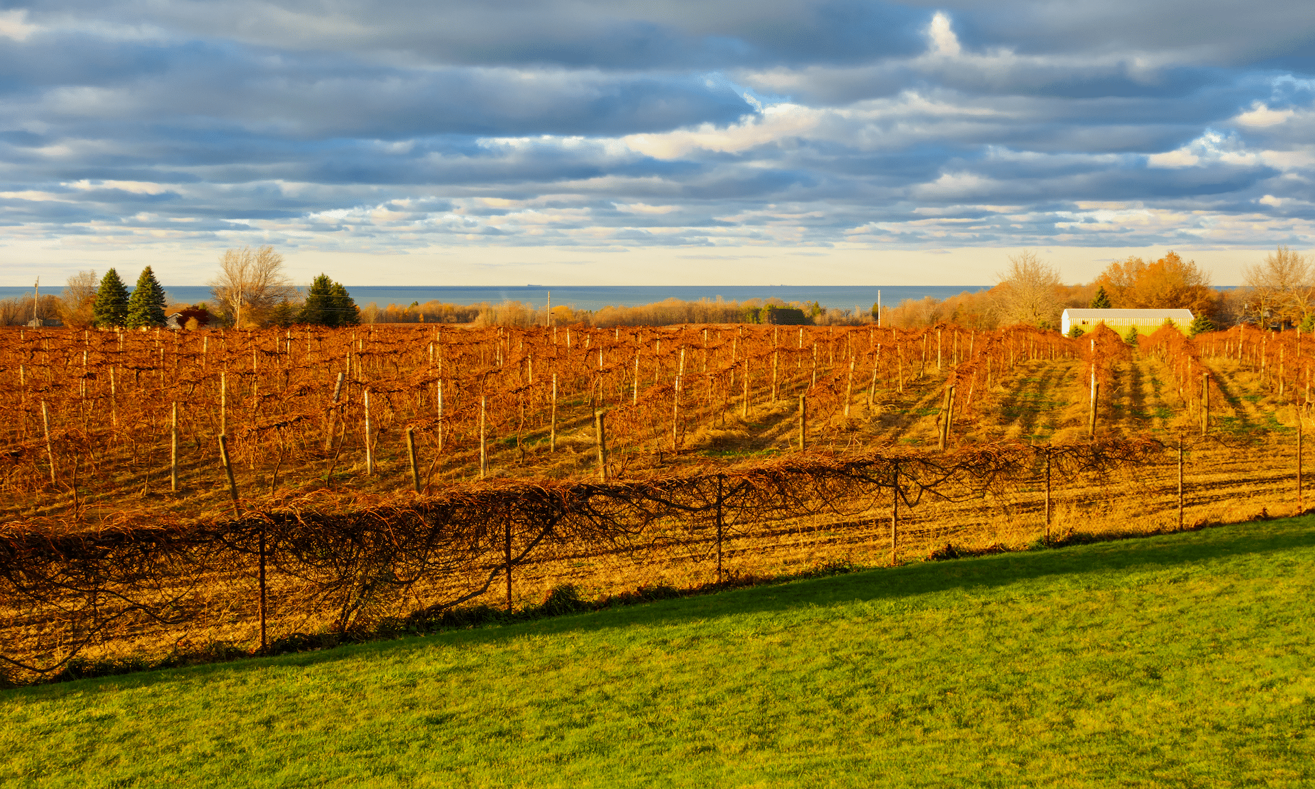 Erie vineyard and lake view.