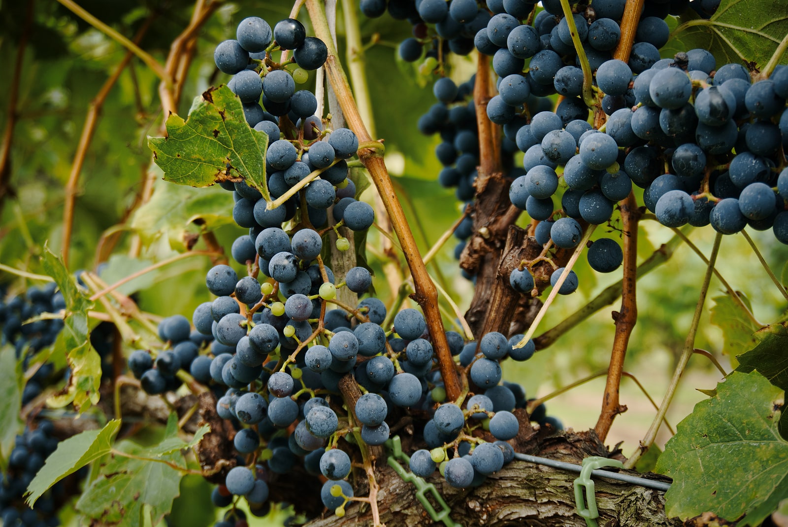 Ripe concord grapes.