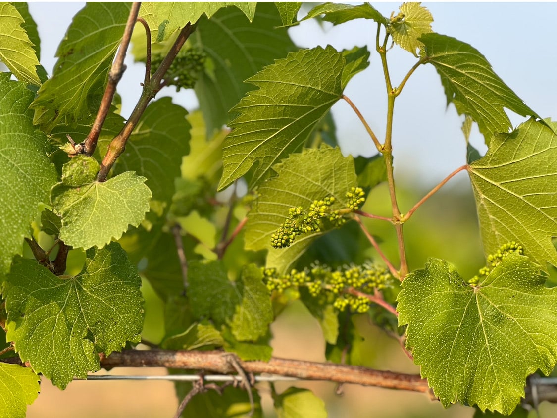 Young wine grapes.