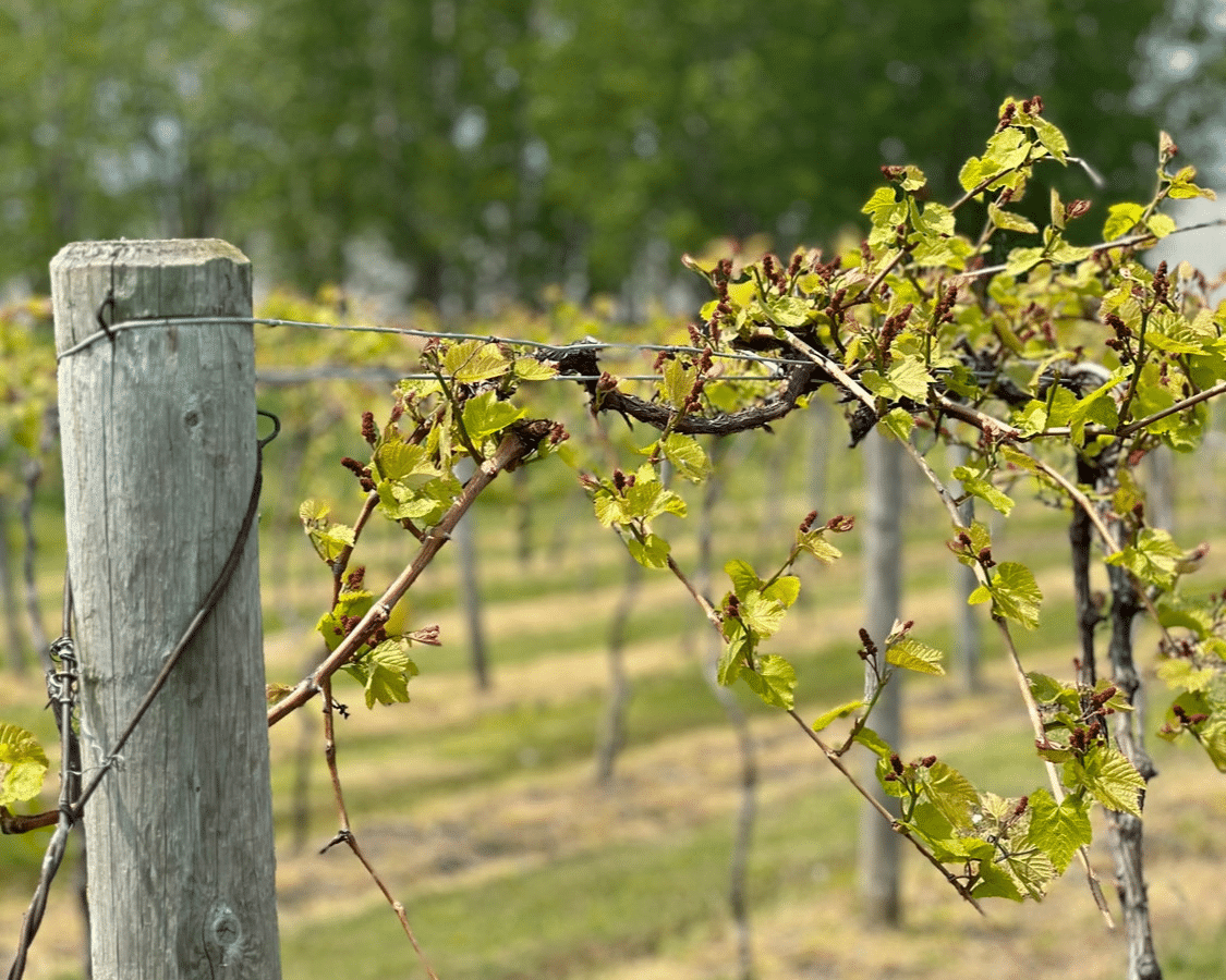 Yoris Wine Cellar vines.