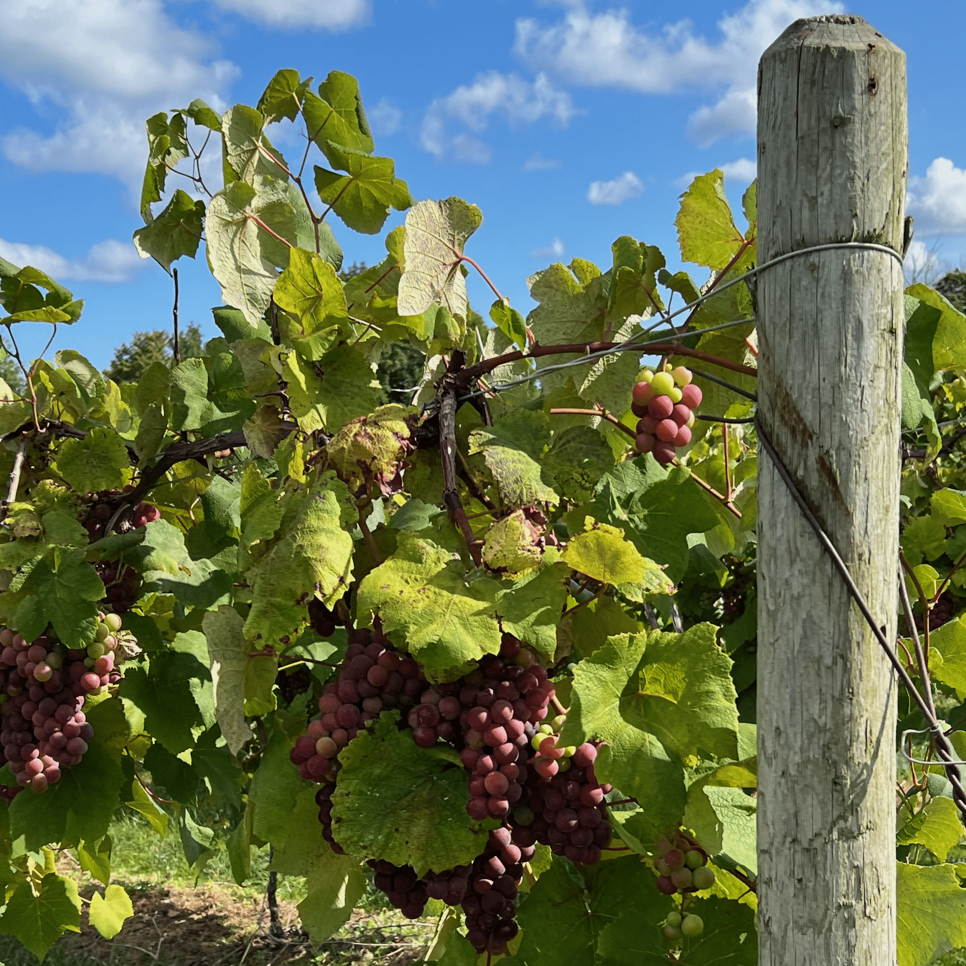 Lake Erie AVA grapes.