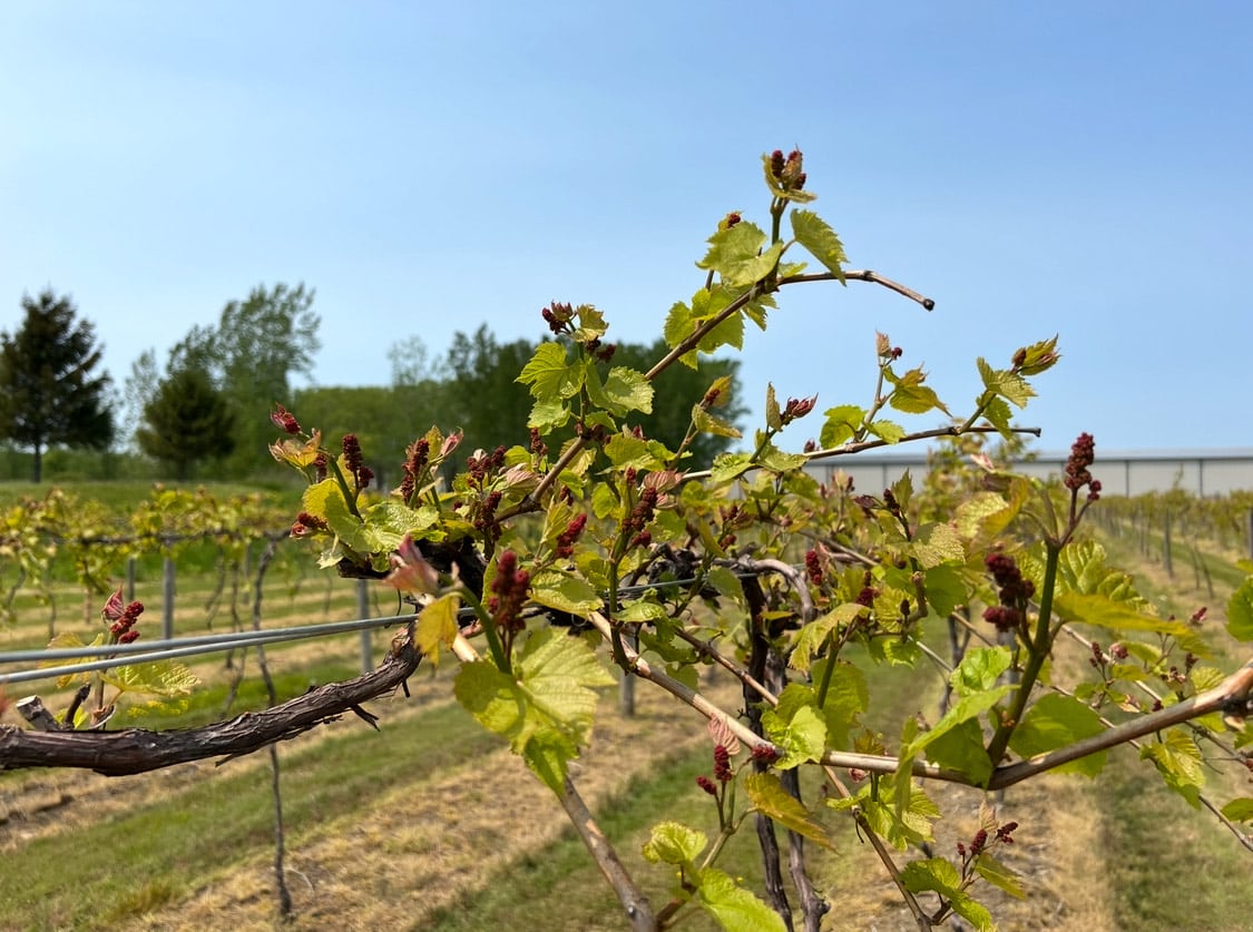 Yori Wine Cellars vineyard.
