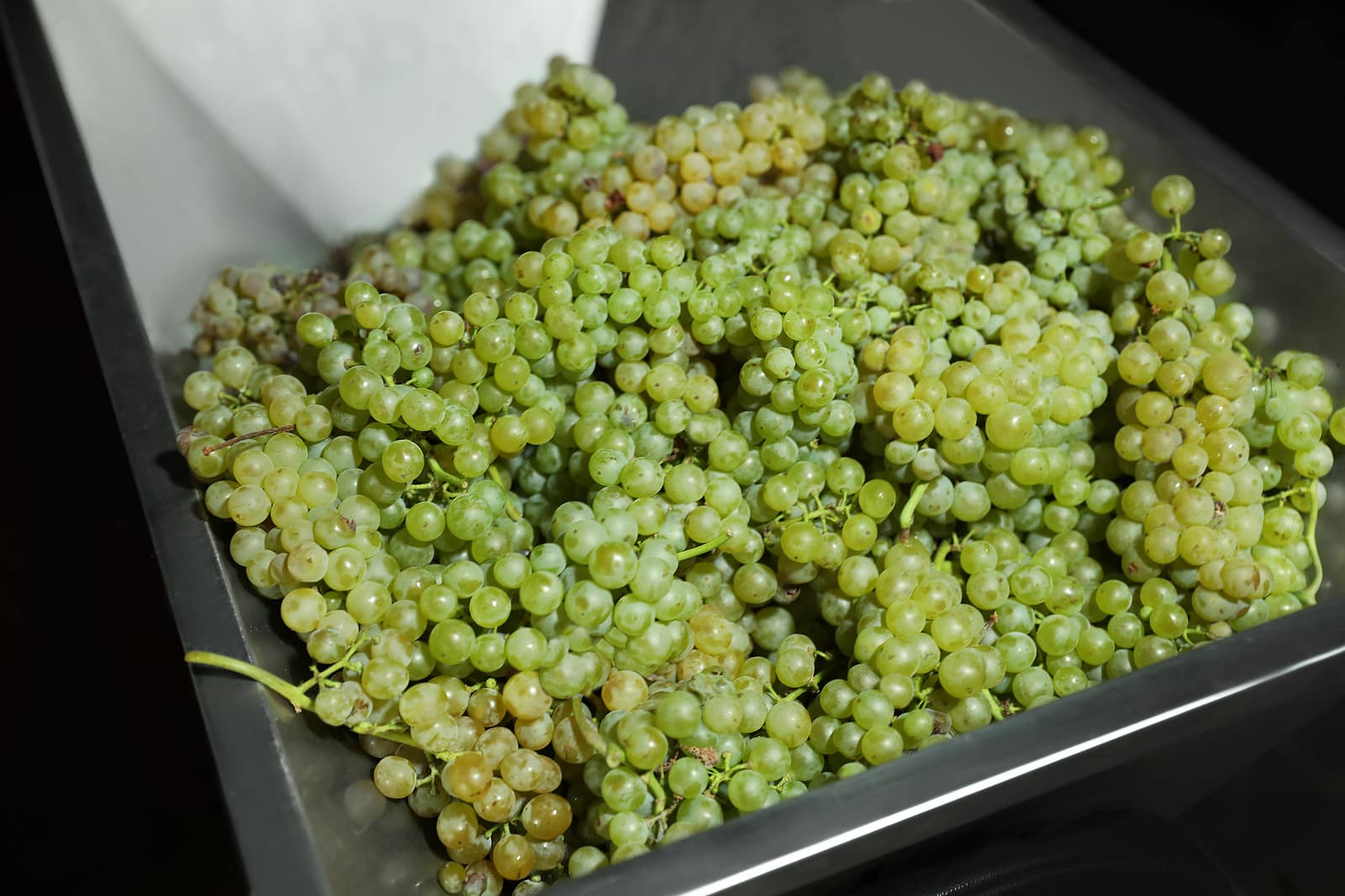 Fresh ripe grapes in a mechanical crusher.