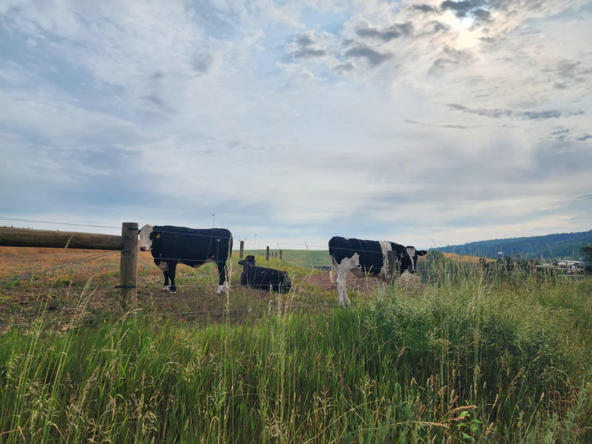 Cows grazing at Honey Brook Farm.