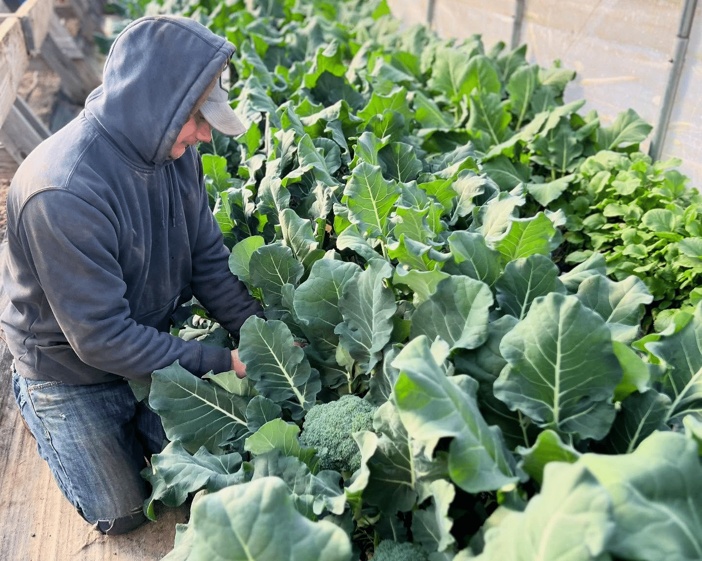 PA Preferred member Joel Milowicki picks broccoli in his high tunnel.